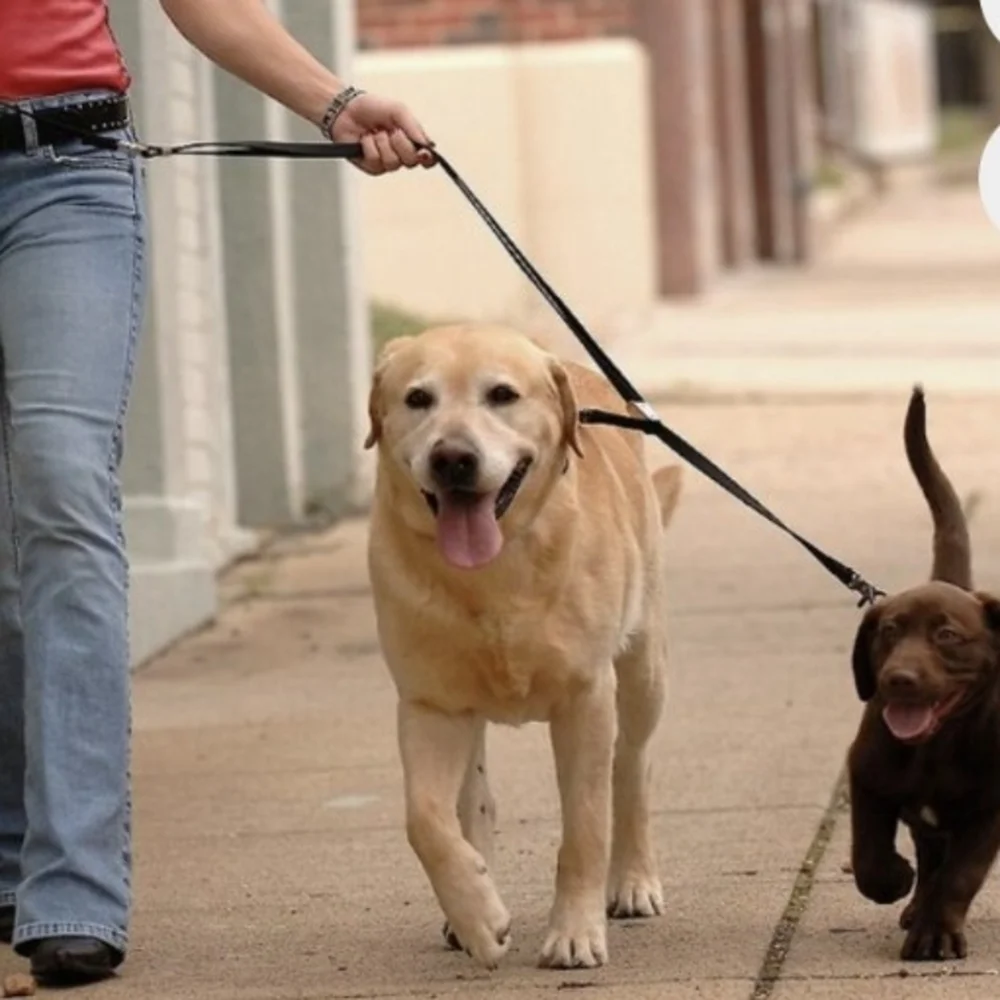 Walk 2 Dogs With 1 Leash Durable Black Double Dog Leash